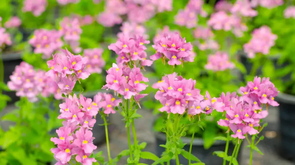 Hledíkovka keříčková