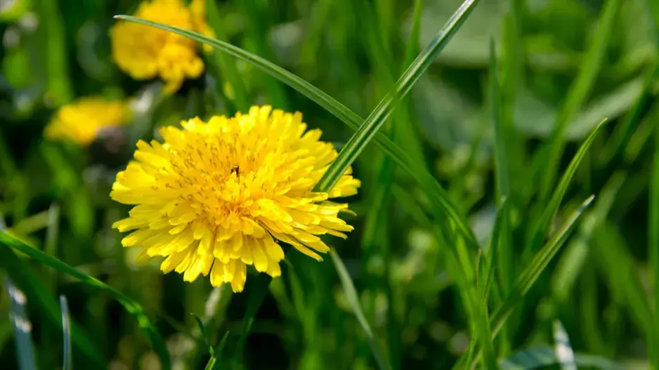 Pampeliška v trávníku