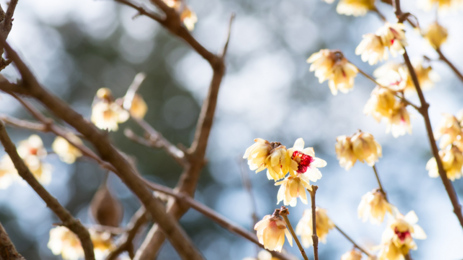 Zimnokvět časný (Chimonanthus praecox)