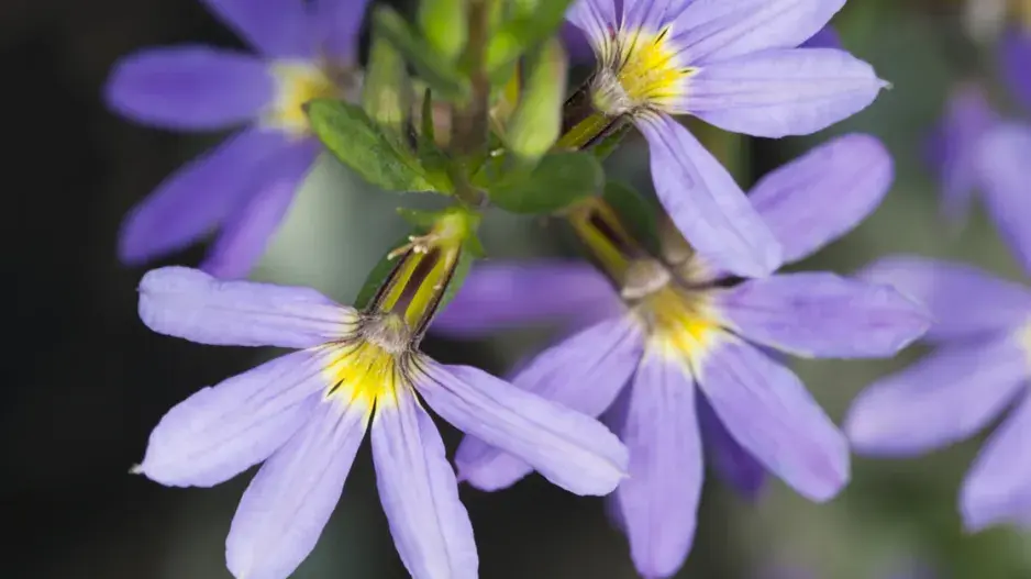 Vějířovka nezlomná
