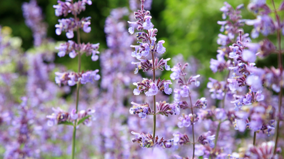 Šanta kočičí (Nepeta cataria)