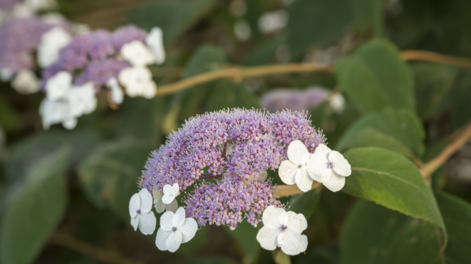 Hortenzie Sargentova (Hydrangea sargentiana)