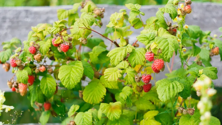 Keř červenoplodého maliníku