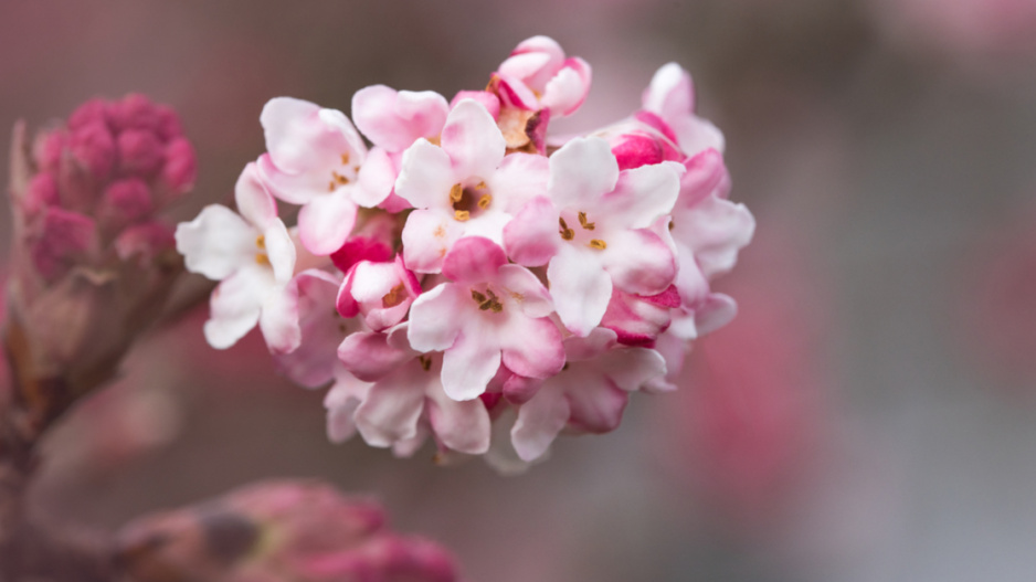 Kalina vonná (Viburnum farreri)