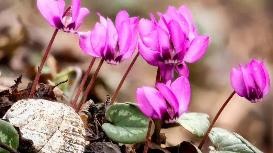 Brambořík jarní (Cyclamen coum) Brambořík jarní (Cyclamen coum)