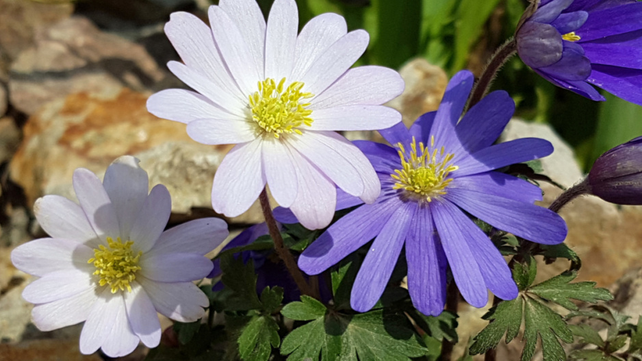 Sasanka vábná (Anemone blanda)