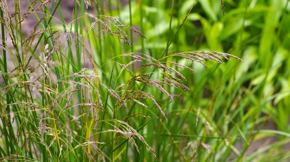 Metlice trsnatá
