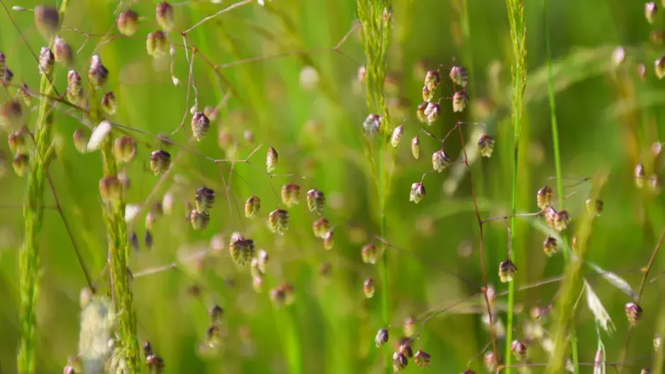 Třeslice prostřední