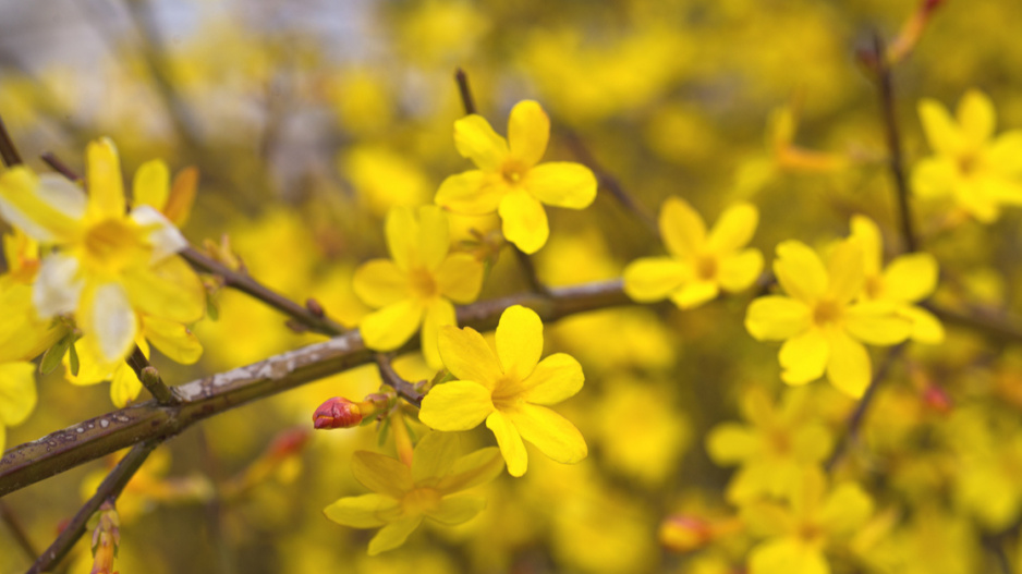 Jasmín nahokvětý (Jasminum nudiflorum)