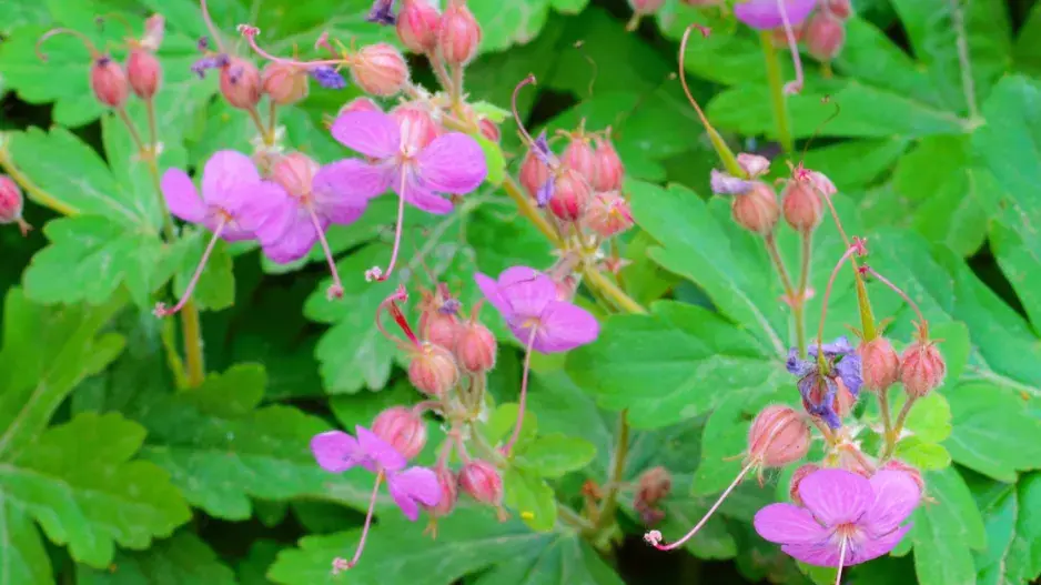 Kakost oddenkatý (Geranium macrorrhizum)