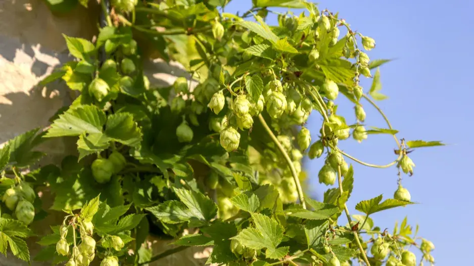 Rostlina chmele