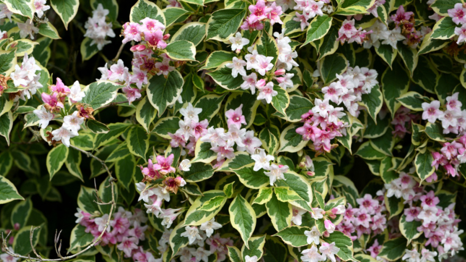 Vajgélie květnatá (Weigela florida)