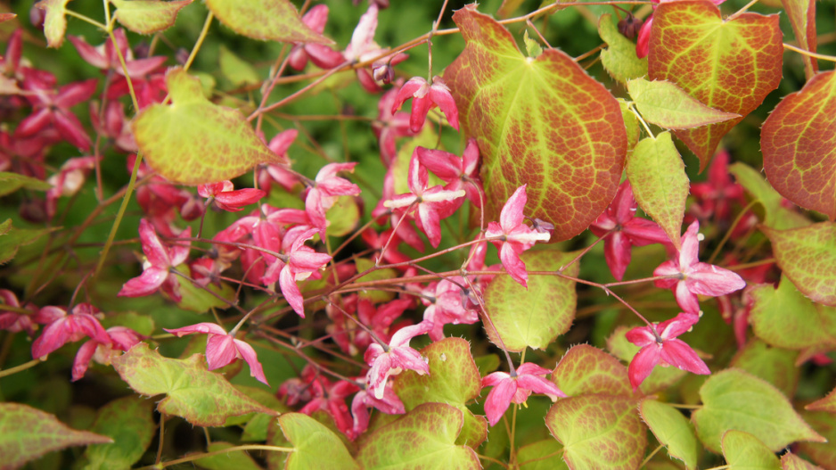 Kvetoucí škornice (Epimedium)