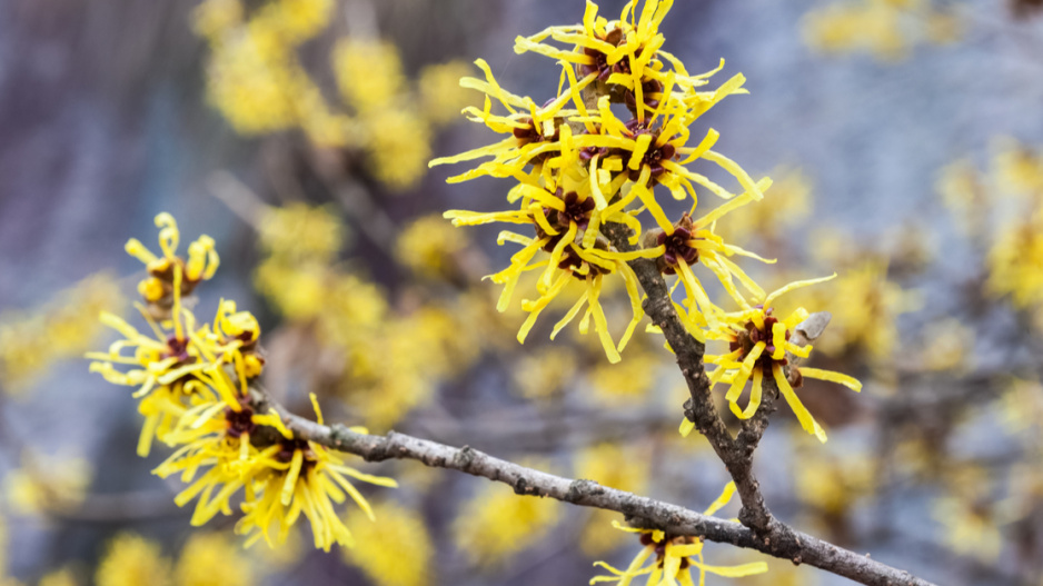 Květy vilínu (Hamamelis)