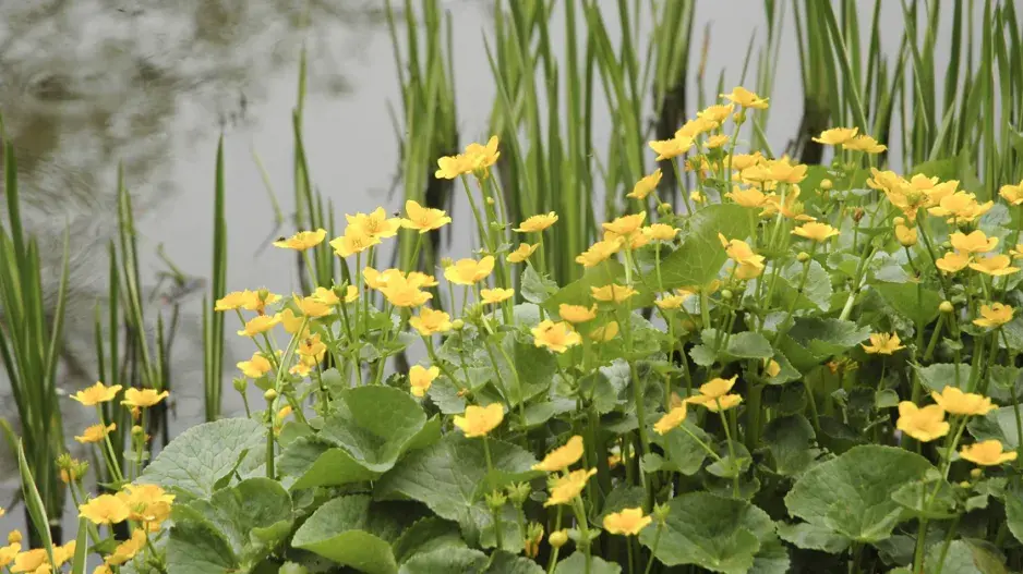 Blatouch bahenní Blatouch bahenní