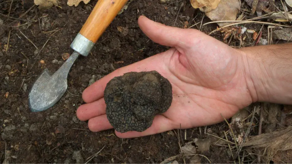 Lanýž letní (Tuber aestivum)