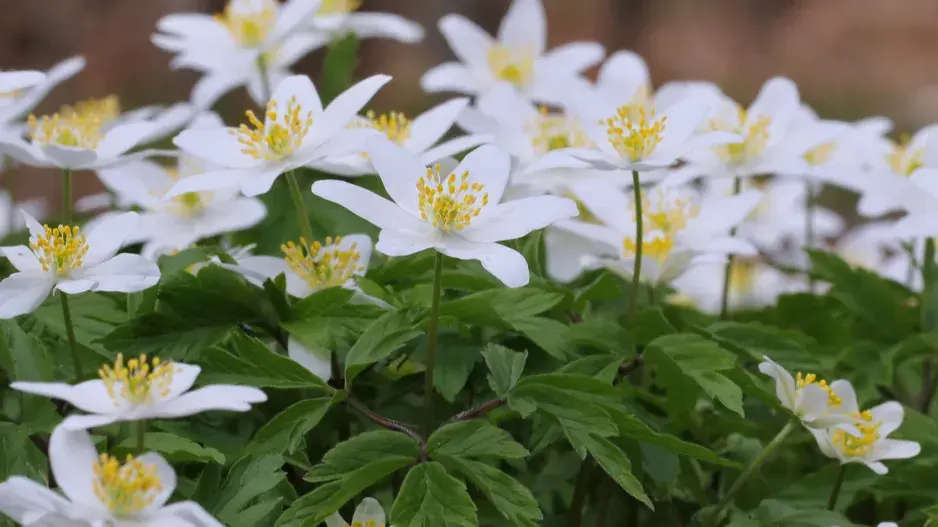Sasanka hajní (Anemone nemorosa) Sasanka hajní (Anemone nemorosa)
