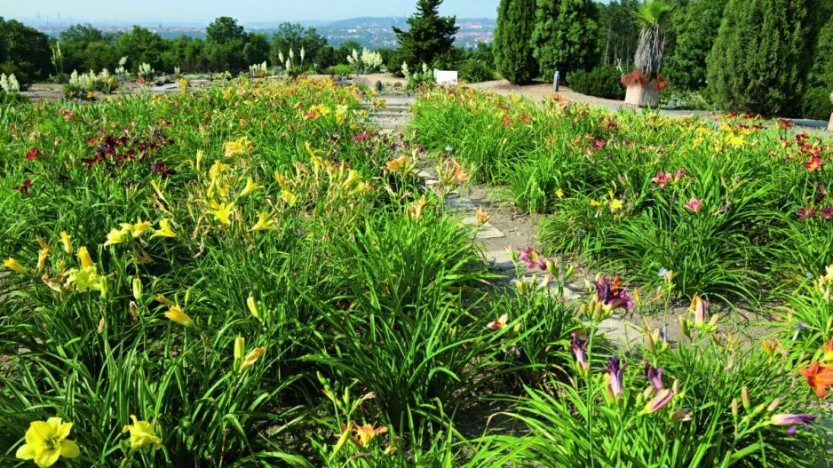 Denivky v Botanické zahradě v Troji