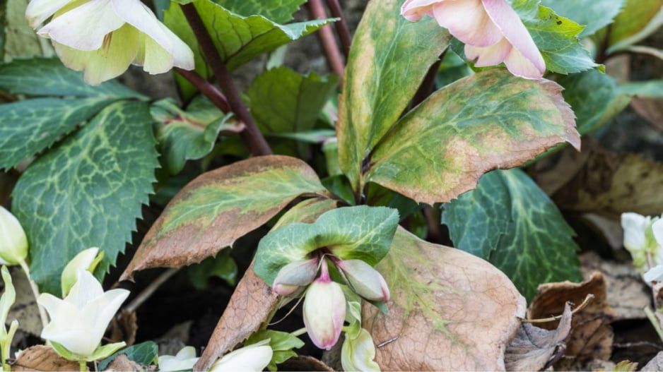 Čemeřice (Helleborus) napadená černou skvrnitostí