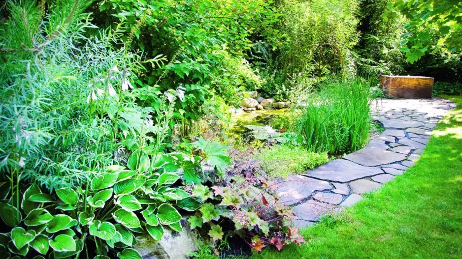 Výsadba v okolí zahradního jezírka Výsadba v okolí zahradního jezírka