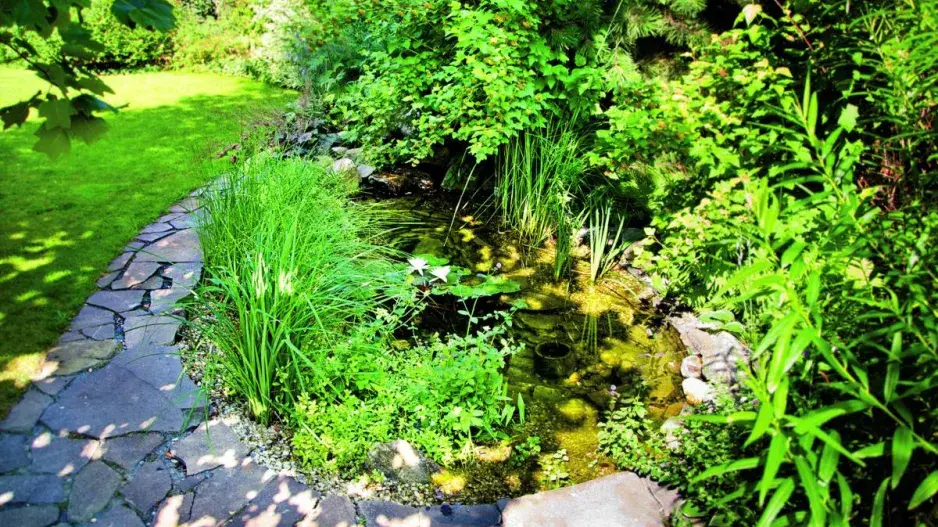 Jezírko jako tůňka Jezírko jako tůňka