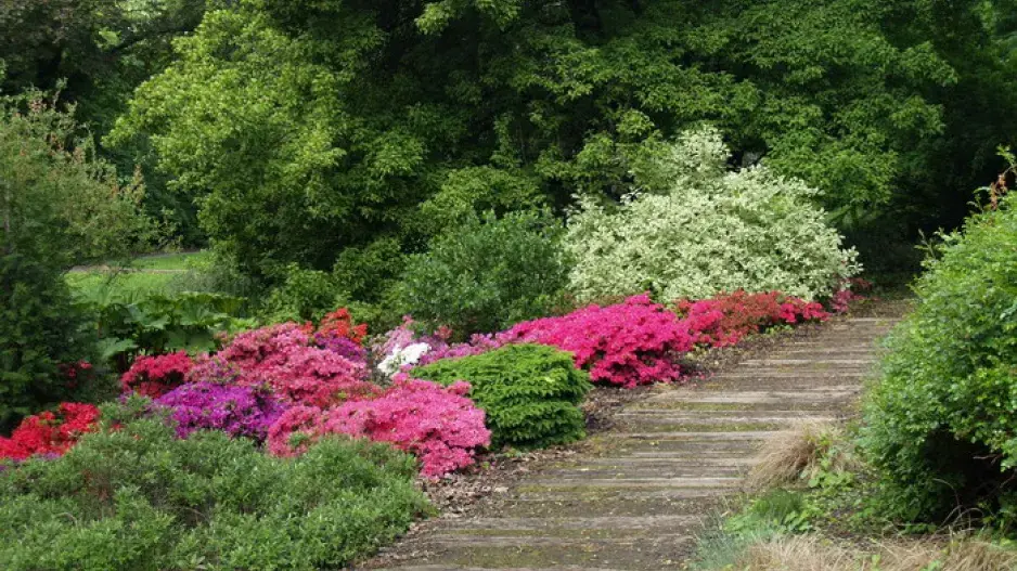 Kvetoucí azalky Kvetoucí azalky