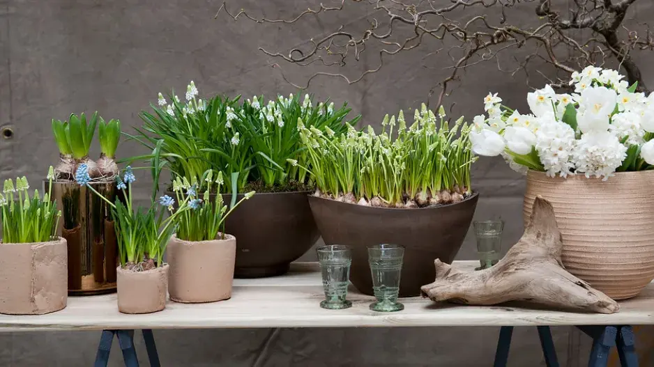 Modřence v květináčích