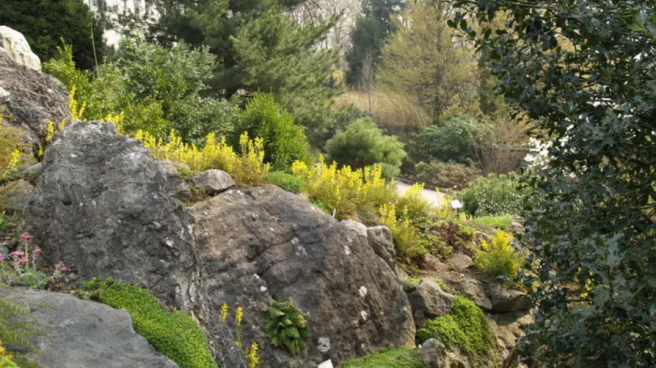 Atraktivní alpinum Atraktivní alpinum