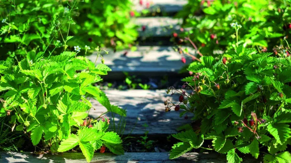 Schody lemované jahodníky