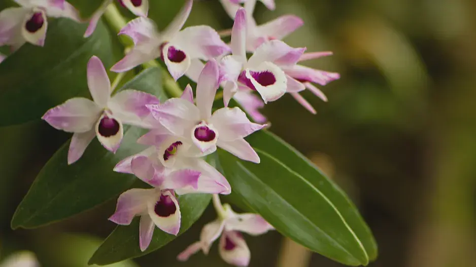 Dendrobium nobile