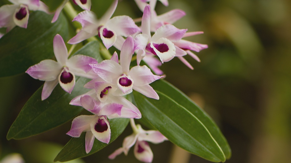 Dendrobium nobile