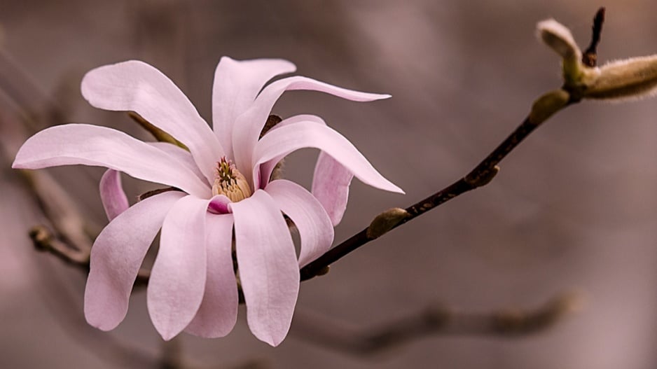 Šácholan hvězdokvětý (Magnolia stellata)