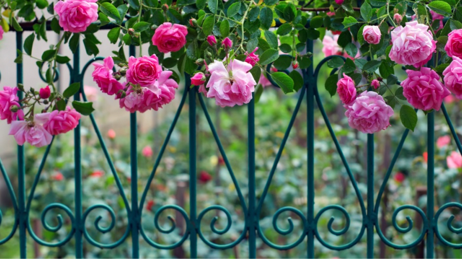 Kovový plot popnutý růžemi