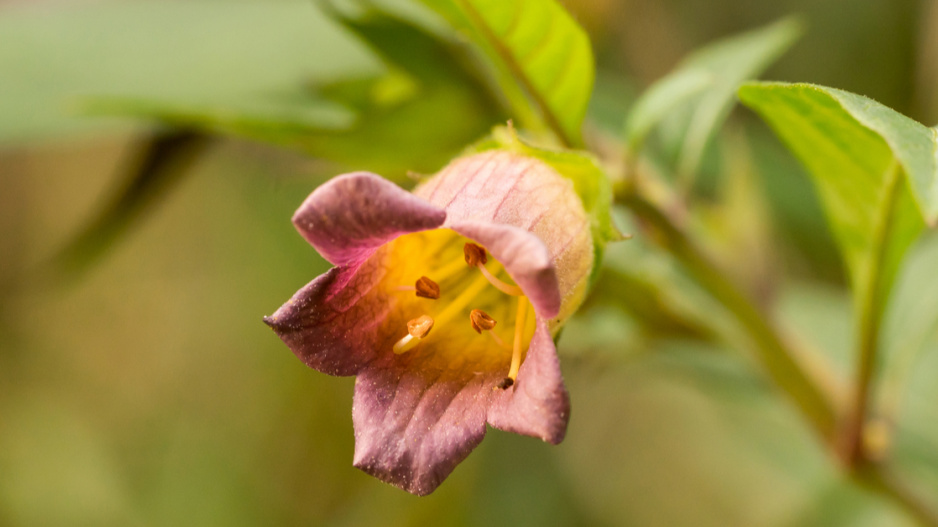 Rulík zlomocný (Atropa belladonna)