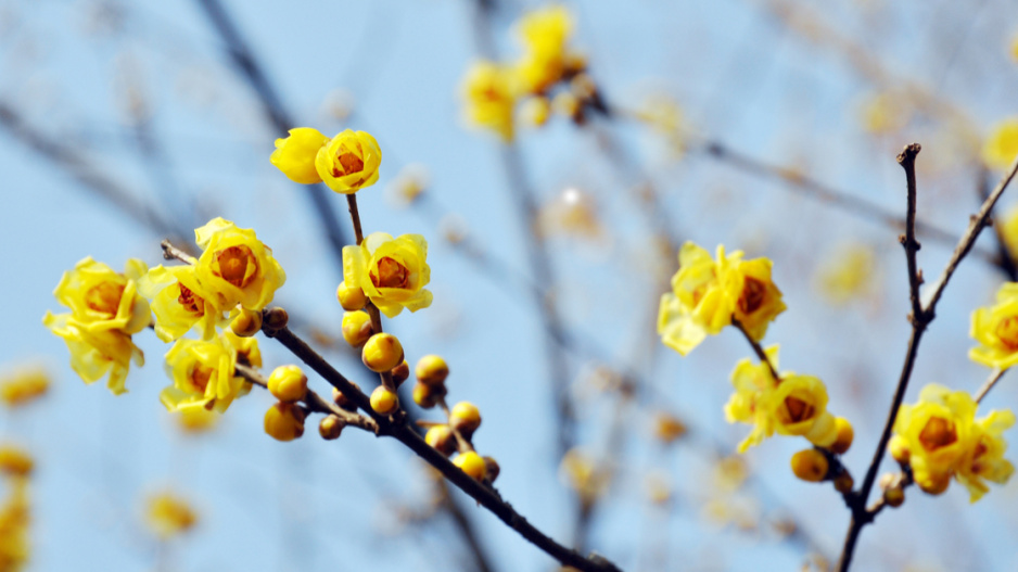 Zimnokvět časný (Chimonanthus praecox)