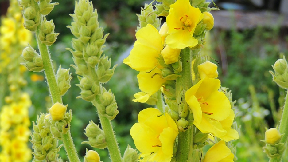 Divizna velkokvětá (Verbascum densiflorum)