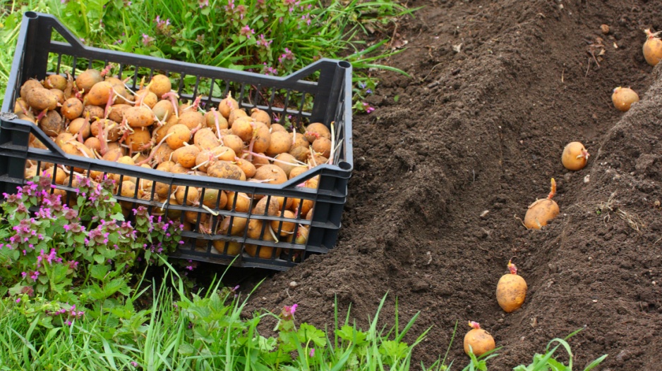 Výsadba naklíčených brambor