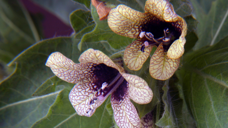 Blín černý (Hyoscyamus niger) 