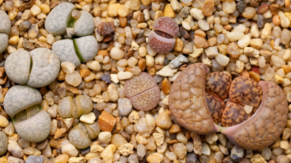 Sukulentní živé kameny (Lithops)