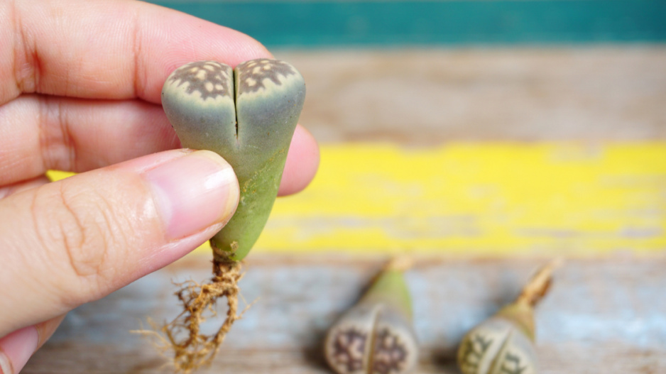 Sukulent rodu Lithops