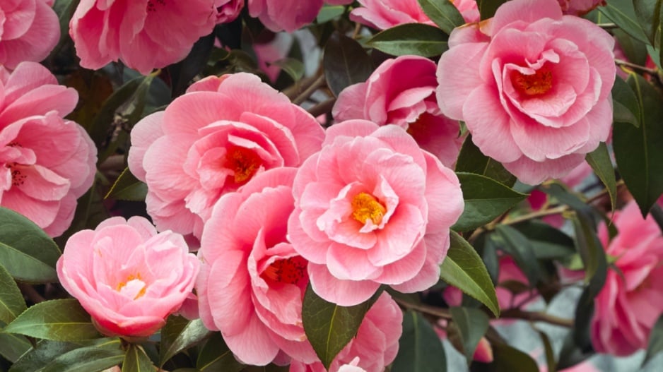 Kamélie japonská (Camellia japonica)