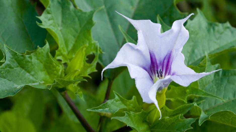 Durman obecný (Datura stramonium)