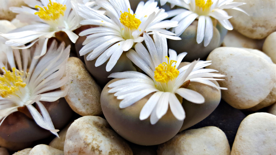 Kvetoucí živé kameny (Lithops)