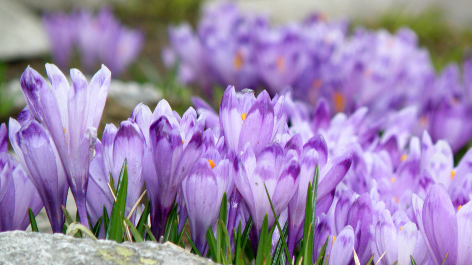 Rozkvelé krokusy jarní (Crocus vernus)