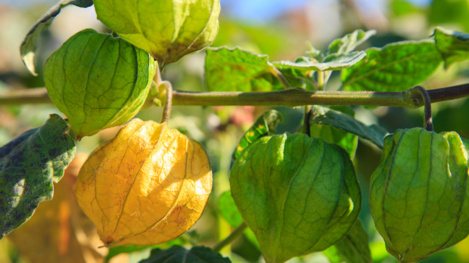 Lampionky mochyně peruánské (Physalis peruviana)