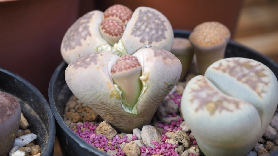 "Převlékání" živých kamenů (Lithops)