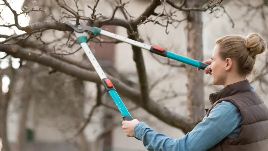 Řez stromu pákovými nůžkami