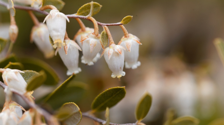 Lýkoveček drobnokališný (Chamaedaphne calyculata)