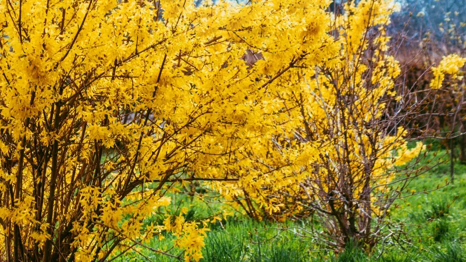 Zlatice prostřední