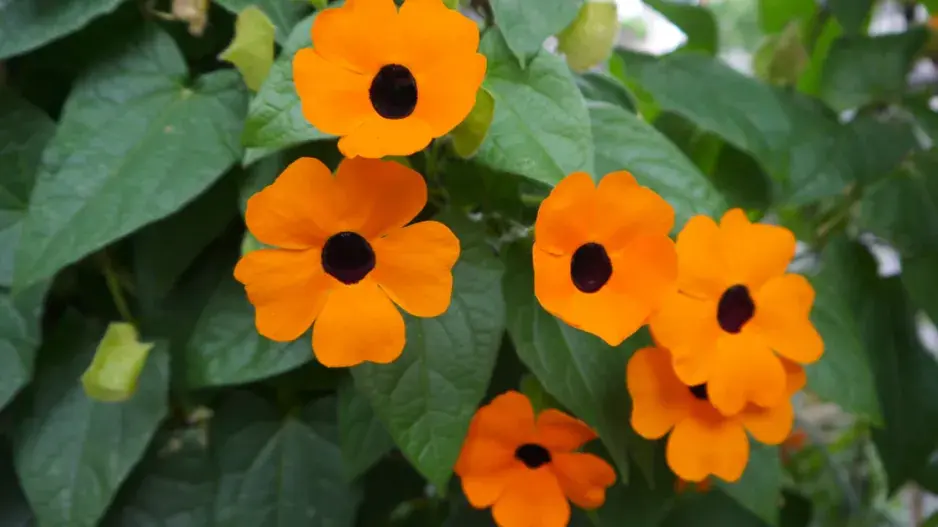 Thunbergie křídlatá 